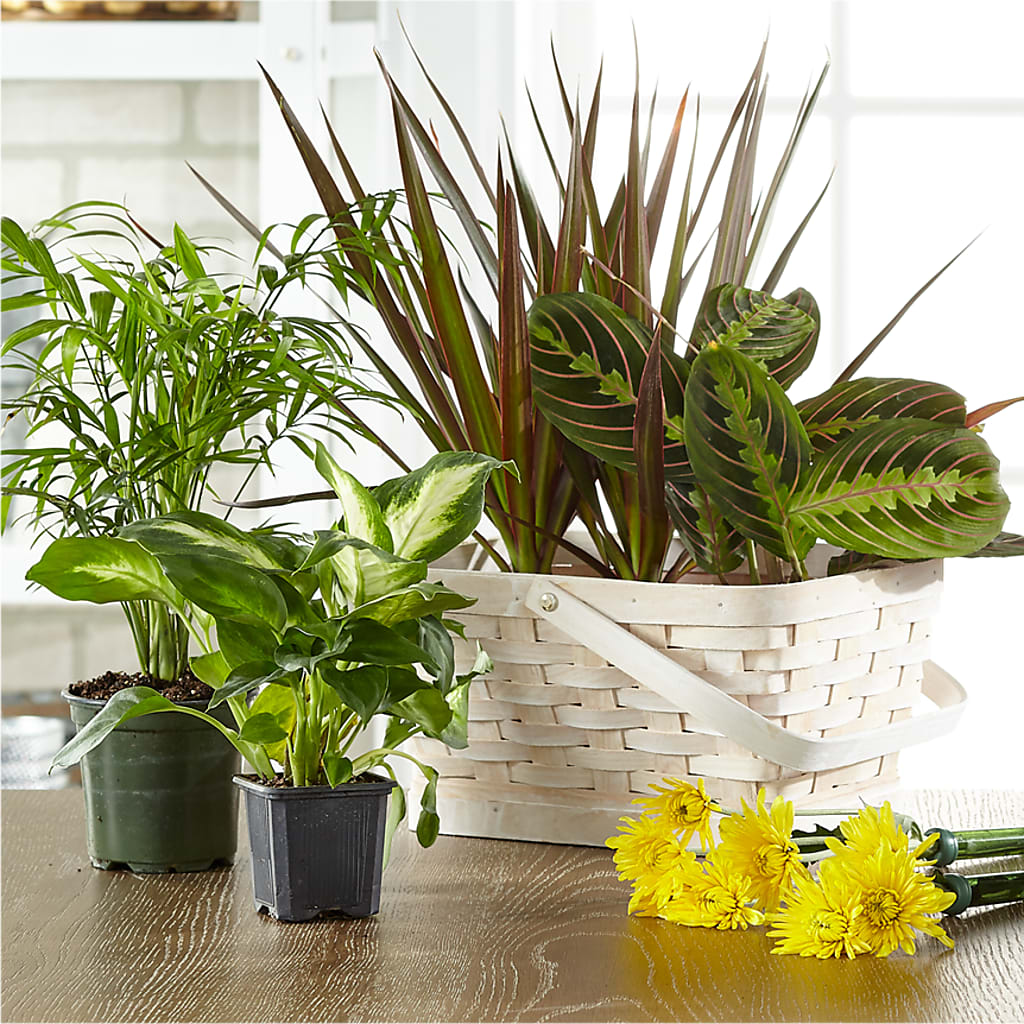 Florist Designed Blooming and Green Plants in a Basket – Lynchburg Leo Wood Florist, Lynchburg VA