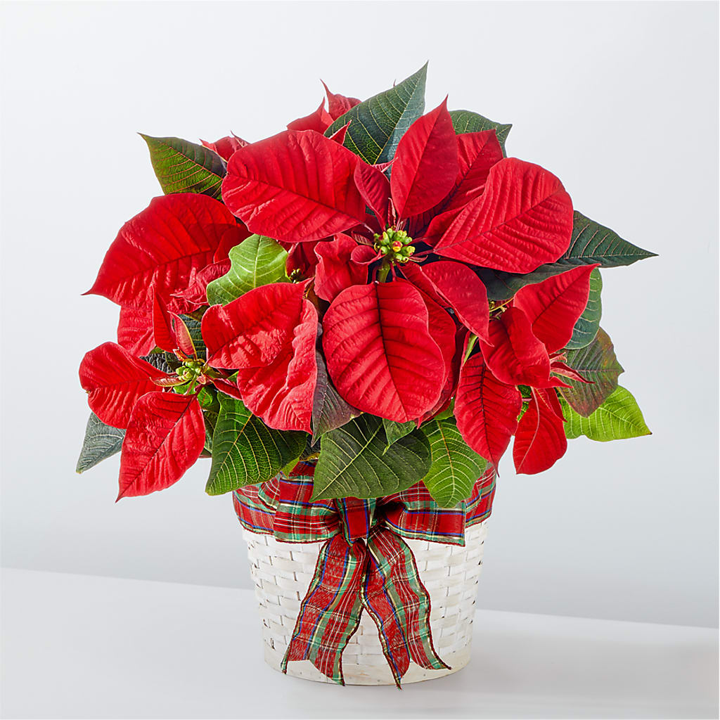 Happiest Holidays Poinsettia – Lynchburg Leo Wood Florist, Lynchburg VA
