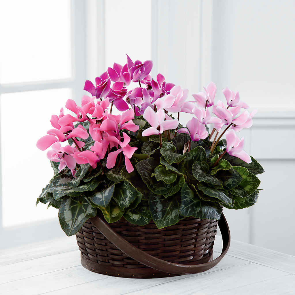 Mixed Cyclamen Planter – Lynchburg Leo Wood Florist, Lynchburg VA