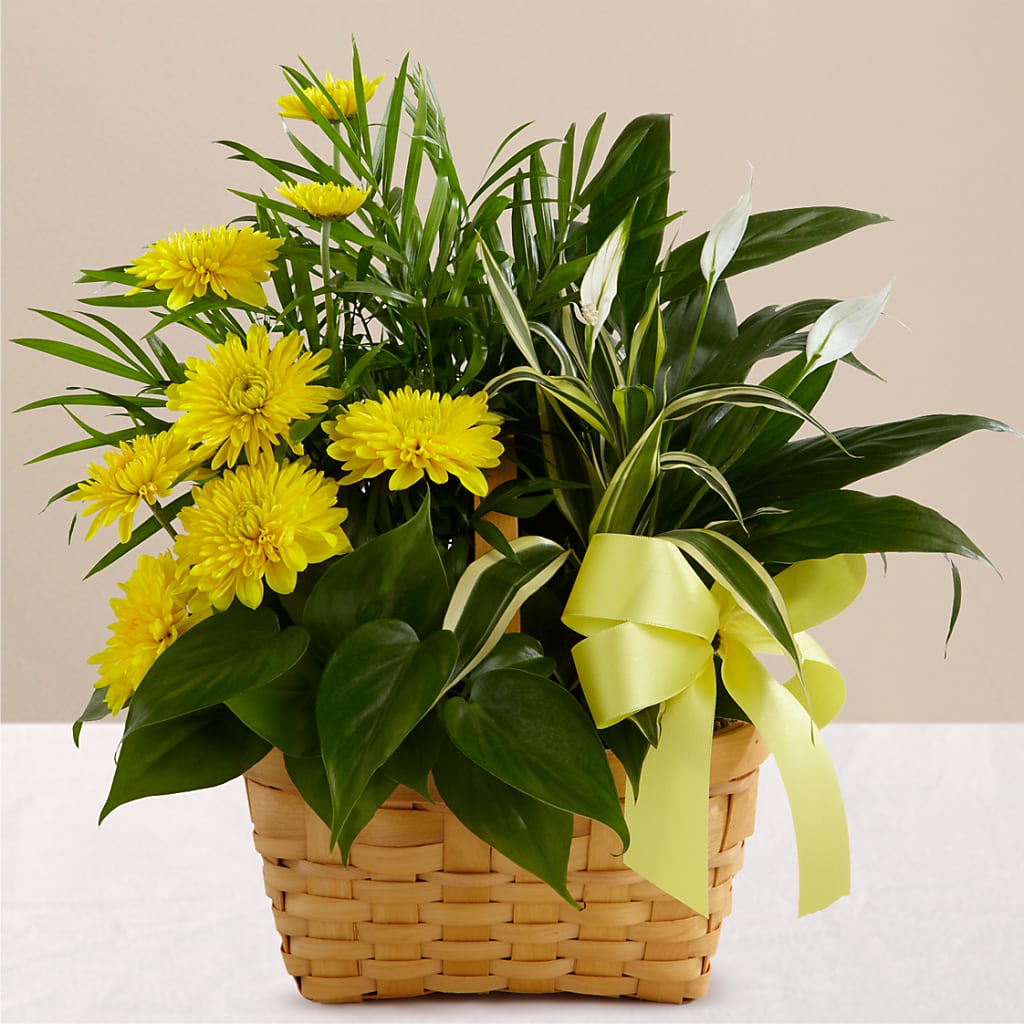 Loving Light Dishgarden – Lynchburg Leo Wood Florist, Lynchburg VA