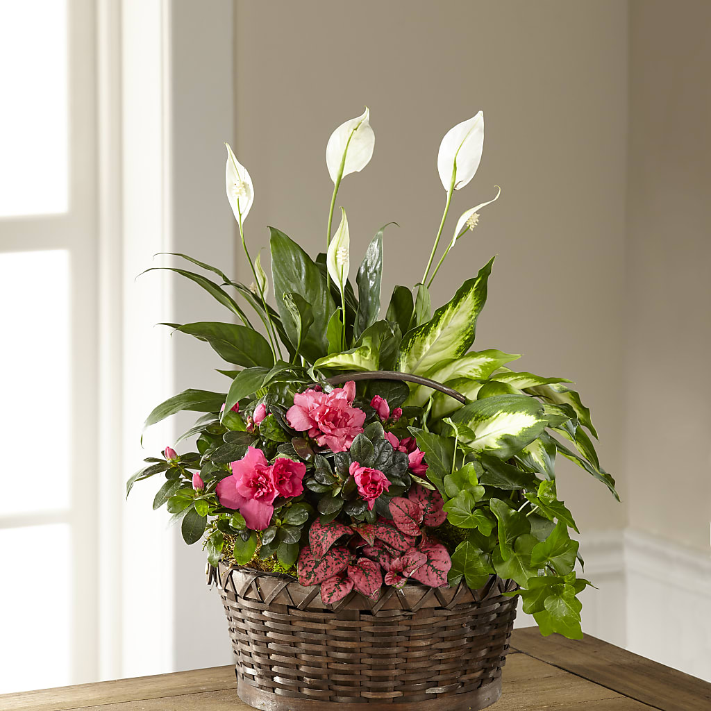 Dream in Pink Dishgarden – Lynchburg Leo Wood Florist, Lynchburg VA
