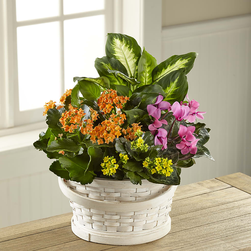 Color Crush Dishgarden – Lynchburg Leo Wood Florist, Lynchburg VA