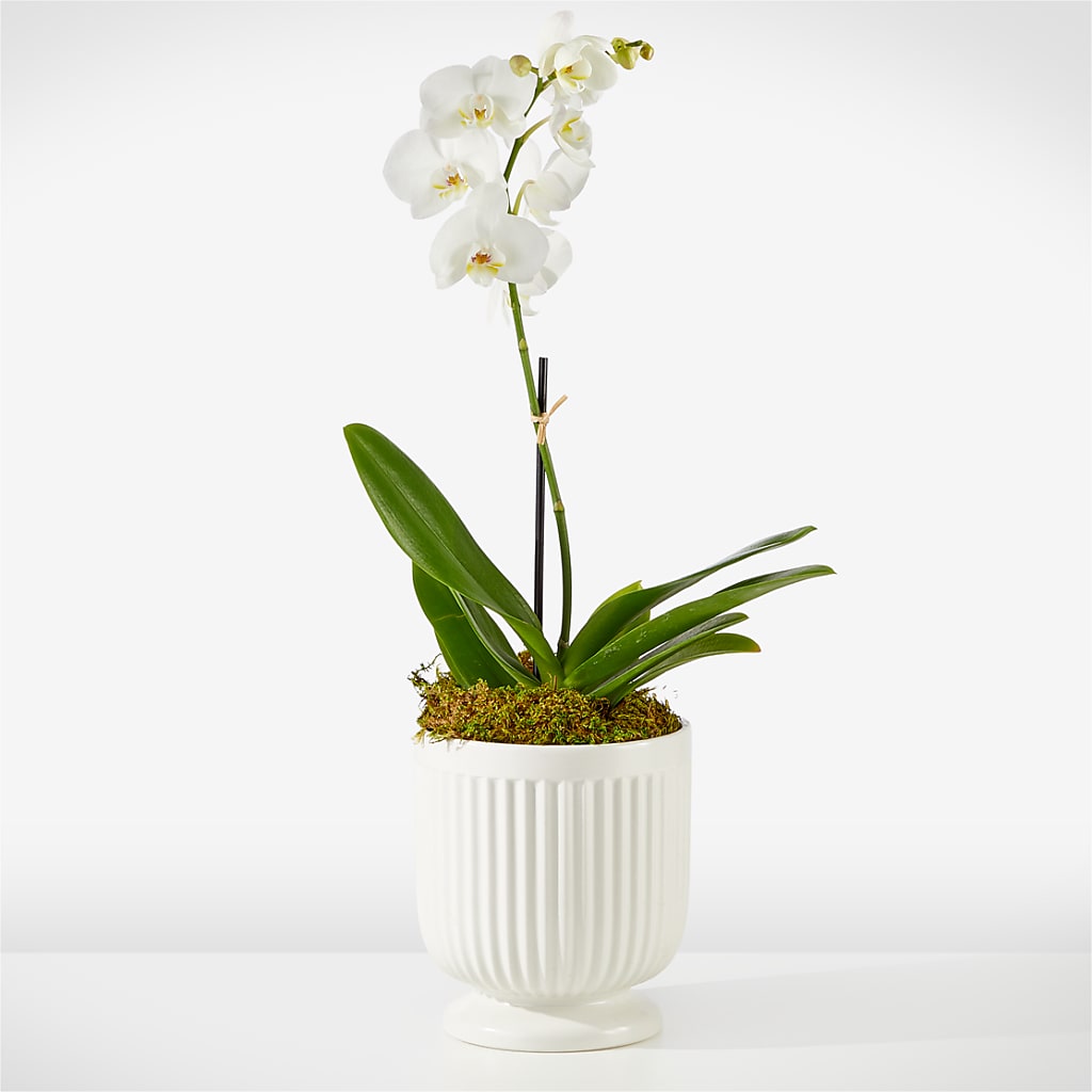 Whispering White Orchid – Lynchburg Leo Wood Florist, Lynchburg VA
