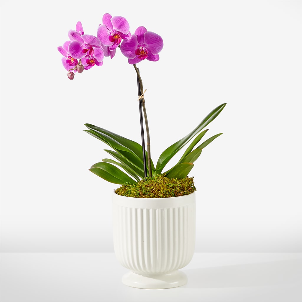 Friendly Fuchsia Orchid – Lynchburg Leo Wood Florist, Lynchburg VA