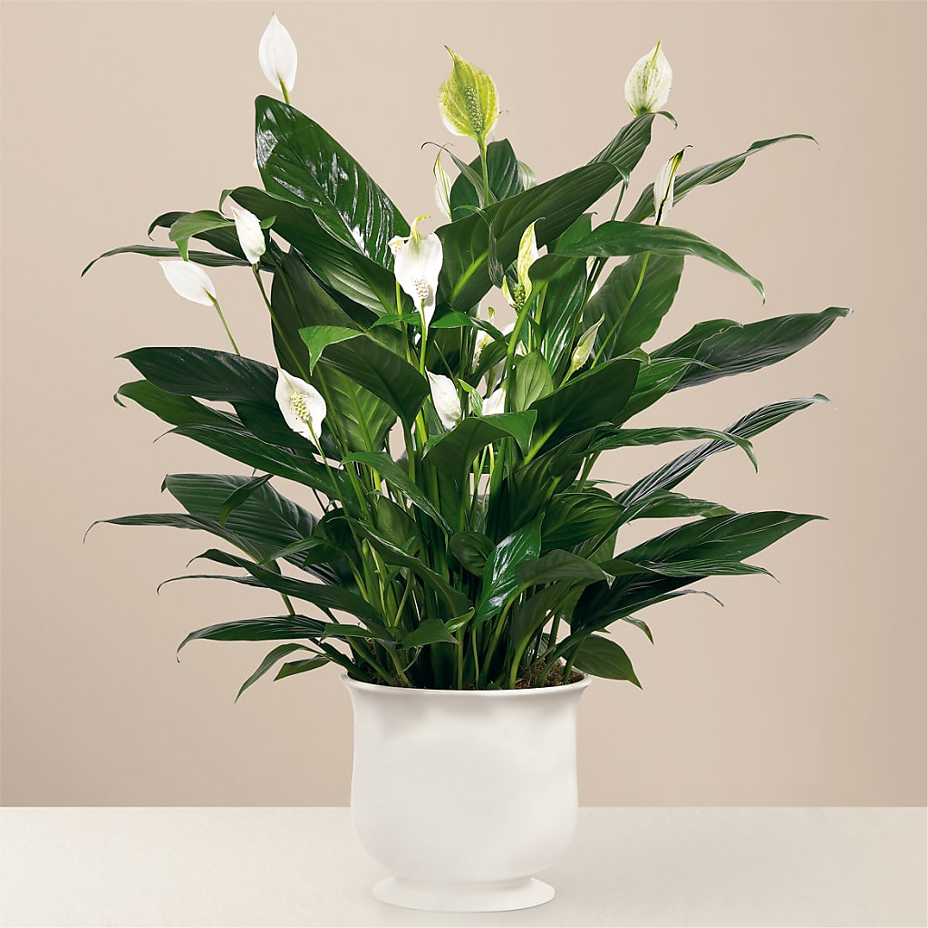 Comfort Planter – Lynchburg Leo Wood Florist, Lynchburg VA