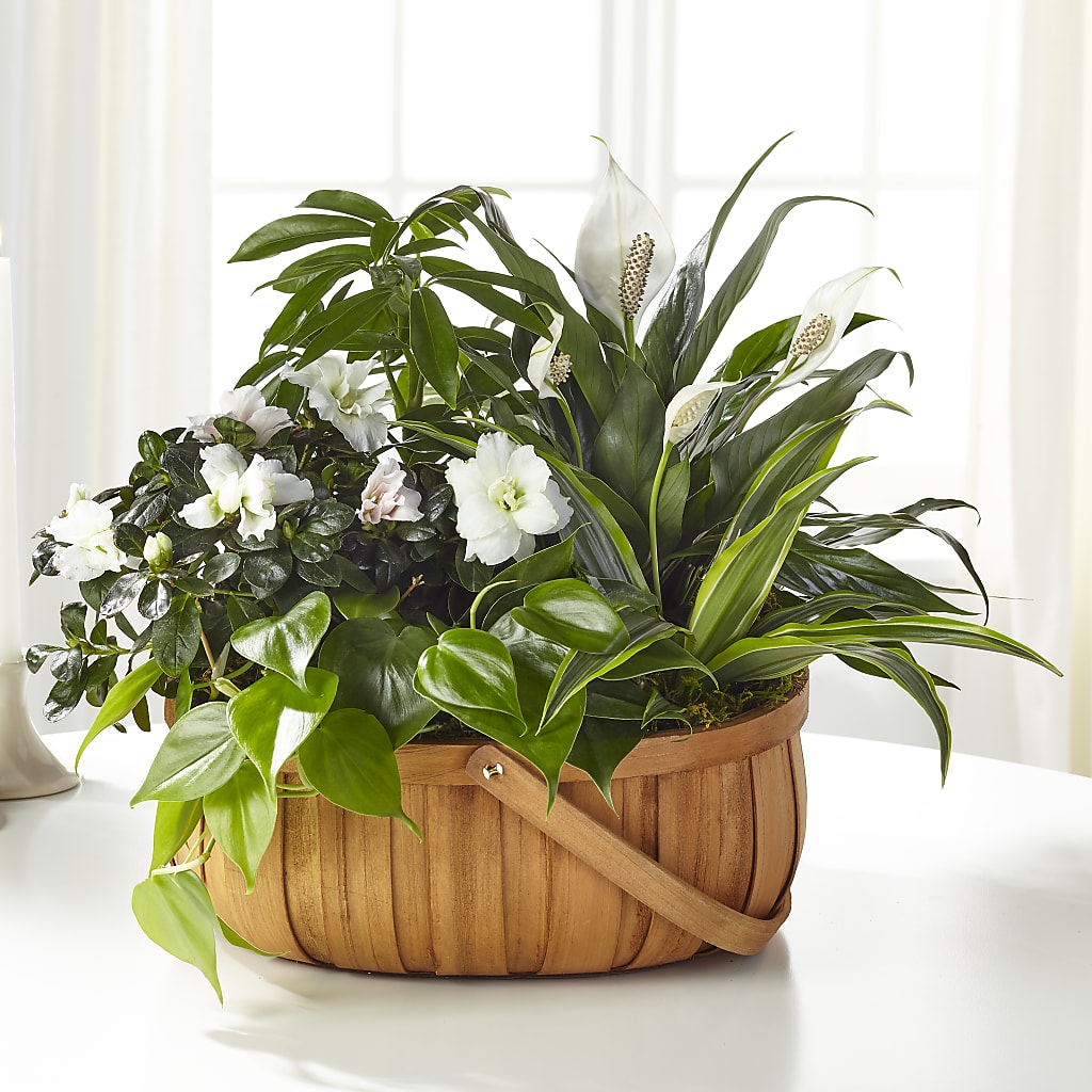 Serene Dishgarden – Lynchburg Leo Wood Florist, Lynchburg VA