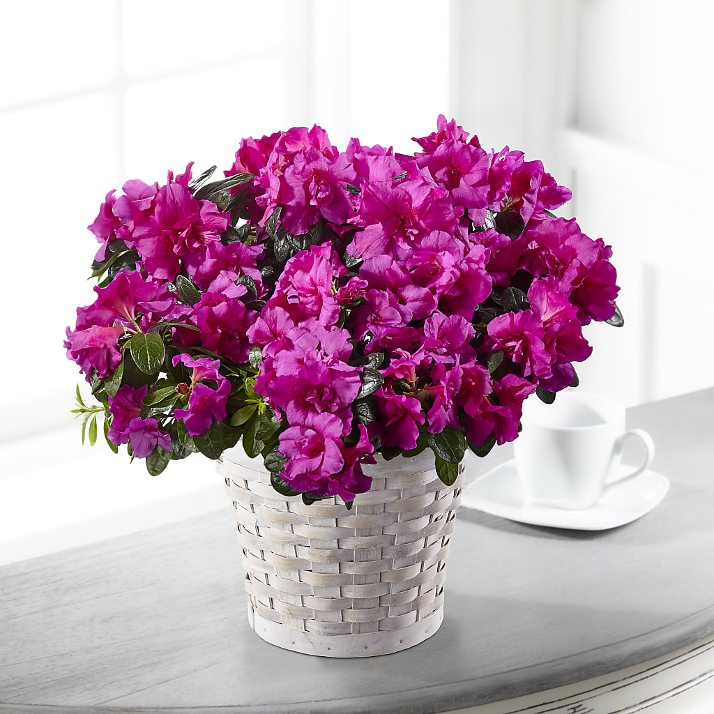 Hope & Serenity Azalea Plant – Lynchburg Leo Wood Florist, Lynchburg VA