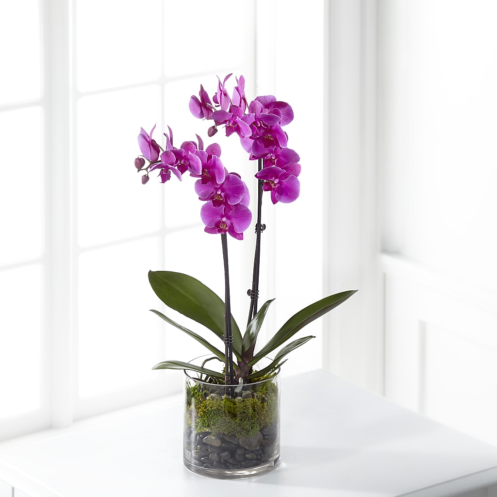 Pink Orchid Plant – Lynchburg Leo Wood Florist, Lynchburg VA