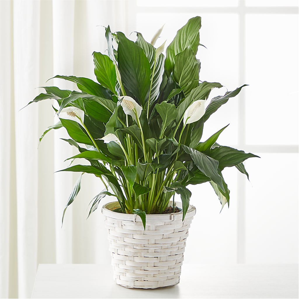 A New Leaf Peace Lily – Lynchburg Leo Wood Florist, Lynchburg VA