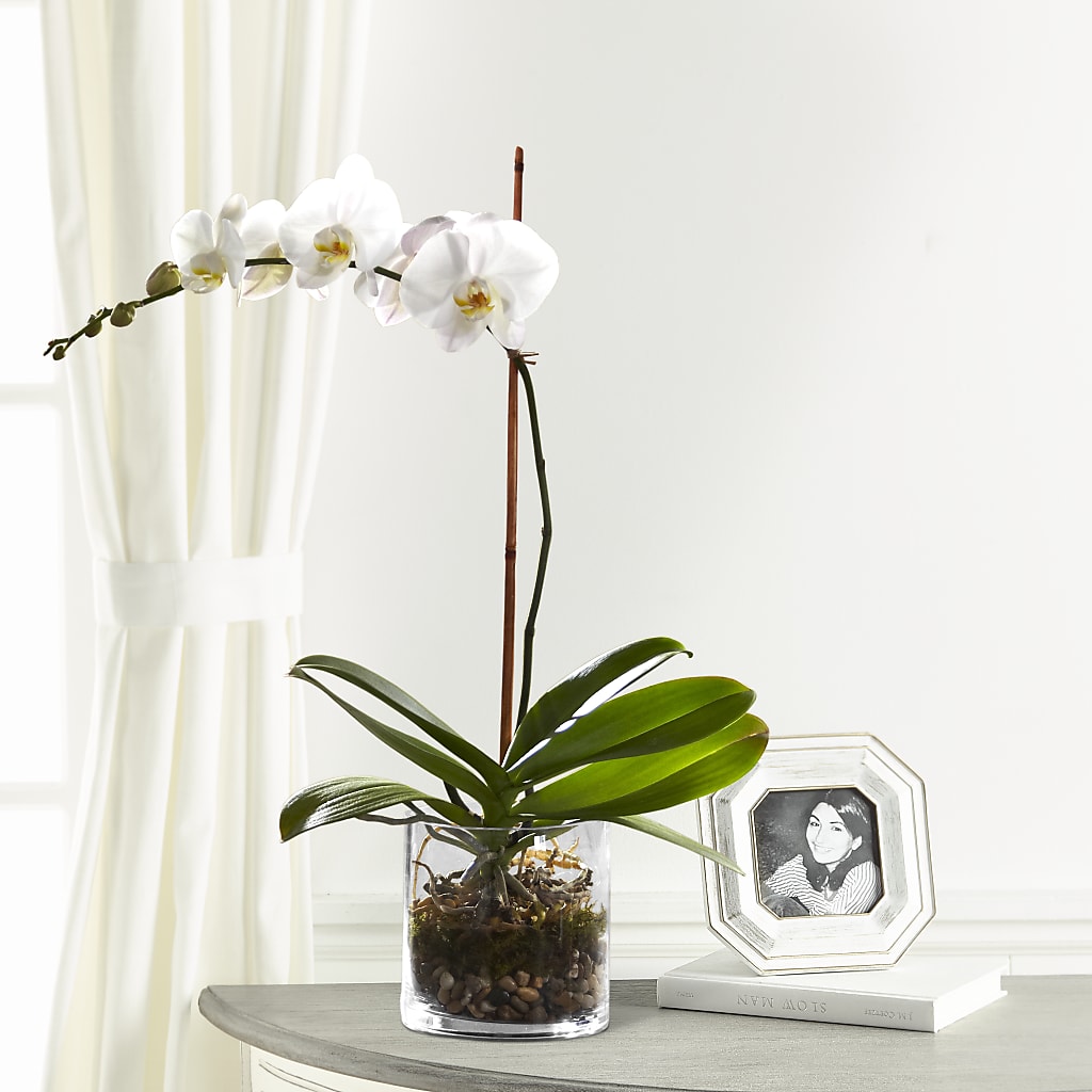White Orchid Planter – Lynchburg Leo Wood Florist, Lynchburg VA