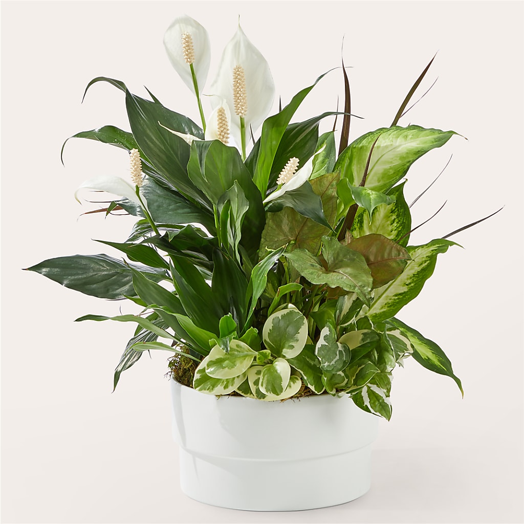Radiating Positivity Dishgarden – Lynchburg Leo Wood Florist, Lynchburg VA