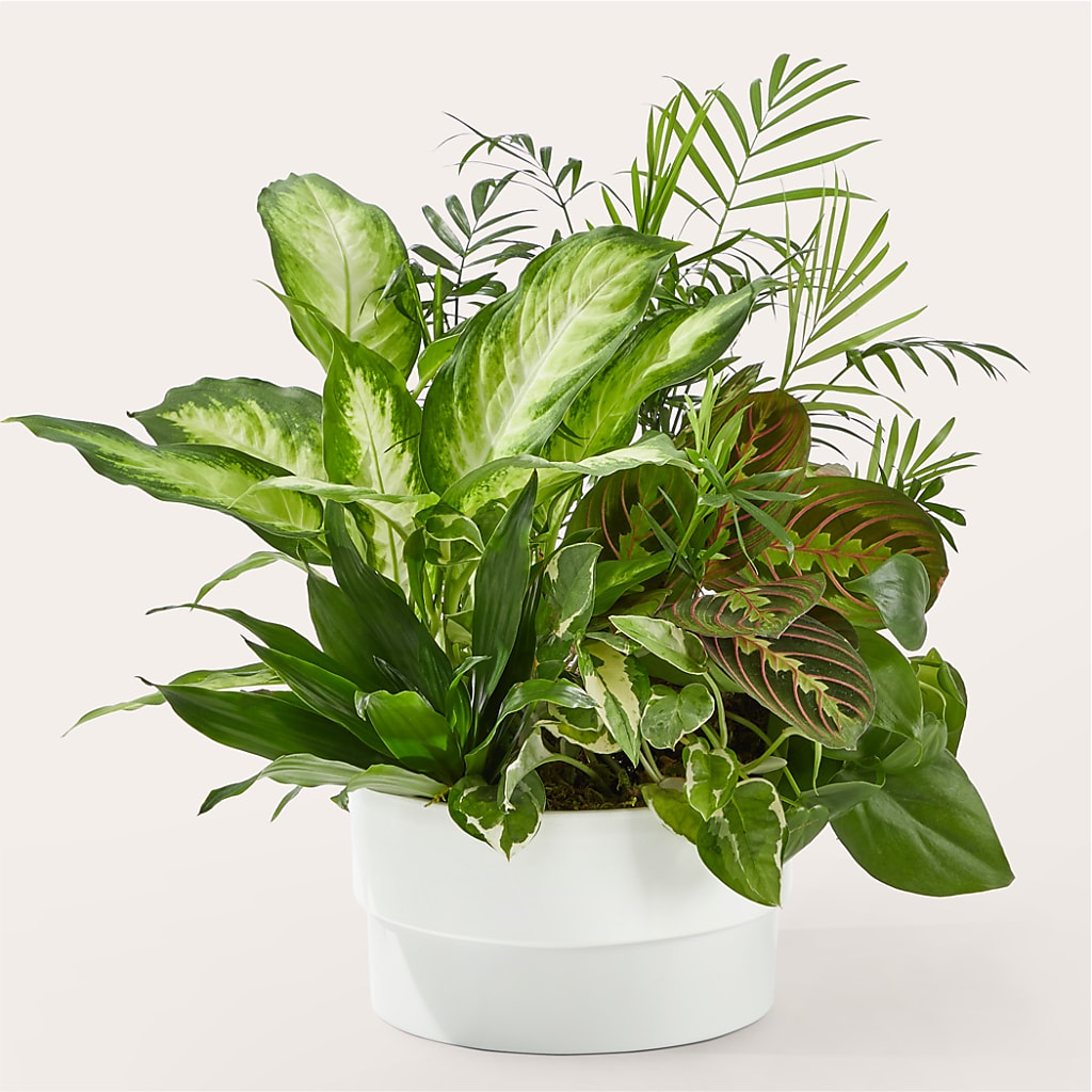 Radiating Positivity Dishgarden – Lynchburg Leo Wood Florist, Lynchburg VA