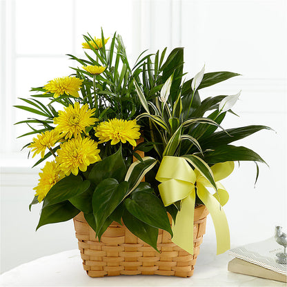 Loving Light Dishgarden –  Lynchburg Leo Wood Florist, Lynchburg VA
