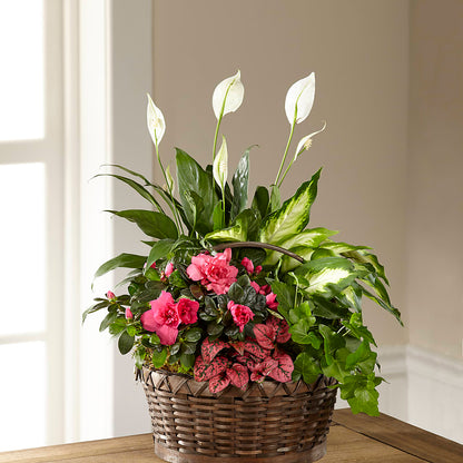 Dream in Pink Dishgarden –  Lynchburg Leo Wood Florist, Lynchburg VA