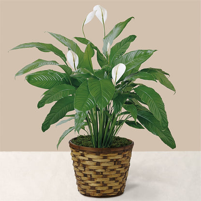 Tranquil Moments Peace Lily Plant –  Lynchburg Leo Wood Florist, Lynchburg VA