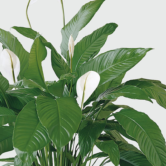 Tranquil Moments Peace Lily Plant –  Lynchburg Leo Wood Florist, Lynchburg VA