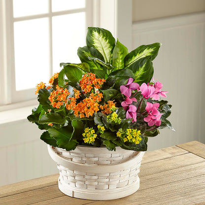 Color Crush Dishgarden –  Lynchburg Leo Wood Florist, Lynchburg VA
