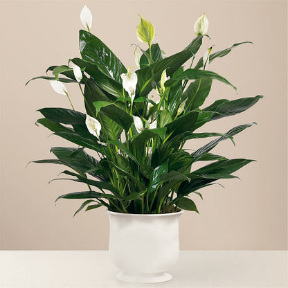 Comfort Planter –  Lynchburg Leo Wood Florist, Lynchburg VA