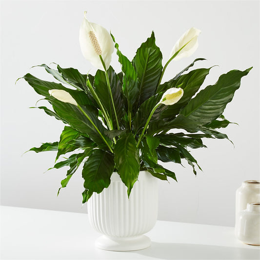 Comfort Planter –  Lynchburg Leo Wood Florist, Lynchburg VA