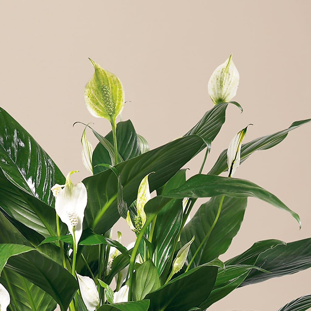 Comfort Planter –  Lynchburg Leo Wood Florist, Lynchburg VA