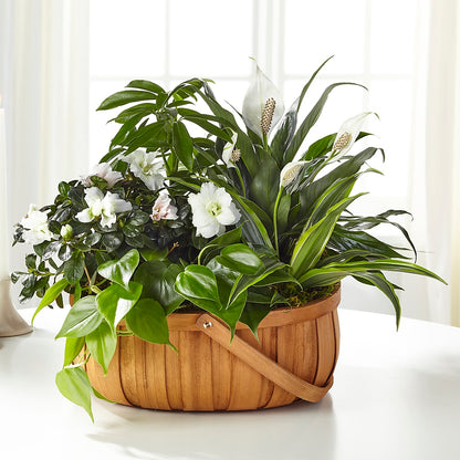 Serene Dishgarden –  Lynchburg Leo Wood Florist, Lynchburg VA