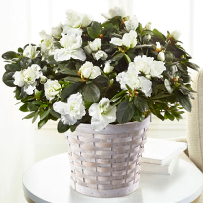 White Azalea Plant –  Lynchburg Leo Wood Florist, Lynchburg VA