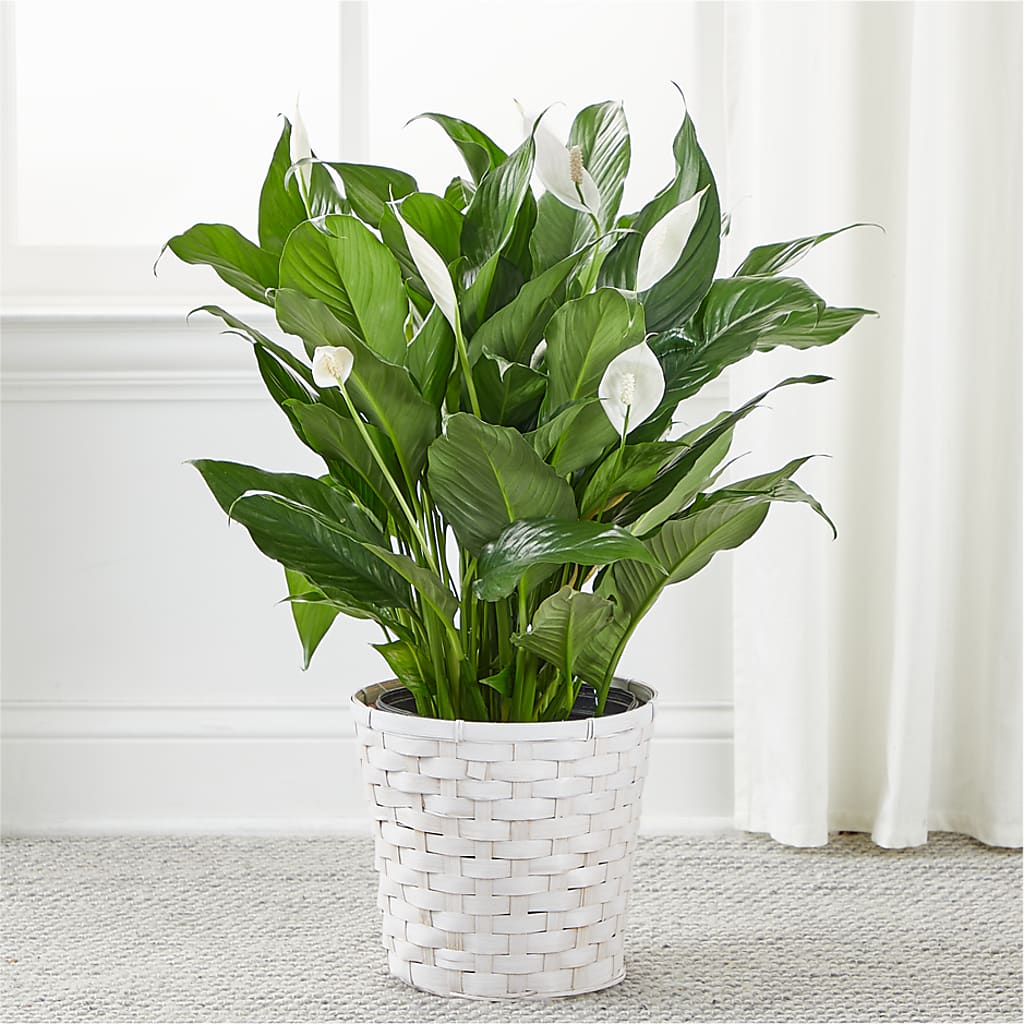 A New Leaf Peace Lily –  Lynchburg Leo Wood Florist, Lynchburg VA