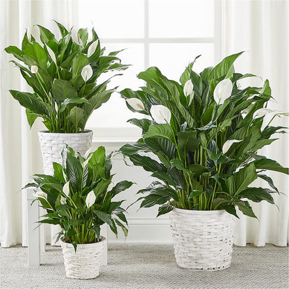 A New Leaf Peace Lily –  Lynchburg Leo Wood Florist, Lynchburg VA