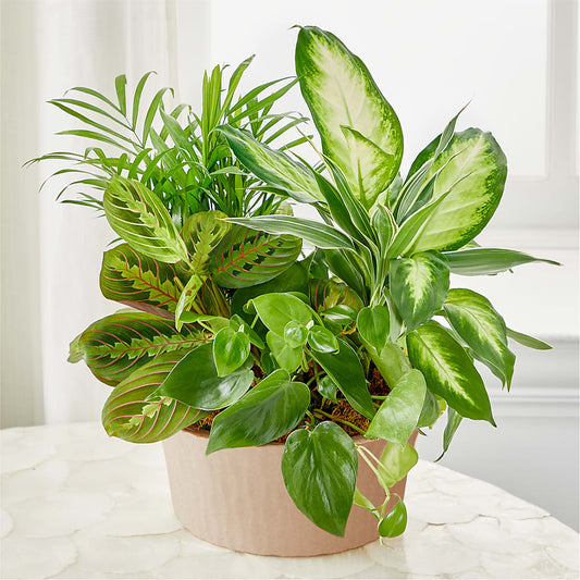 Balance & Harmony Dishgarden –  Lynchburg Leo Wood Florist, Lynchburg VA