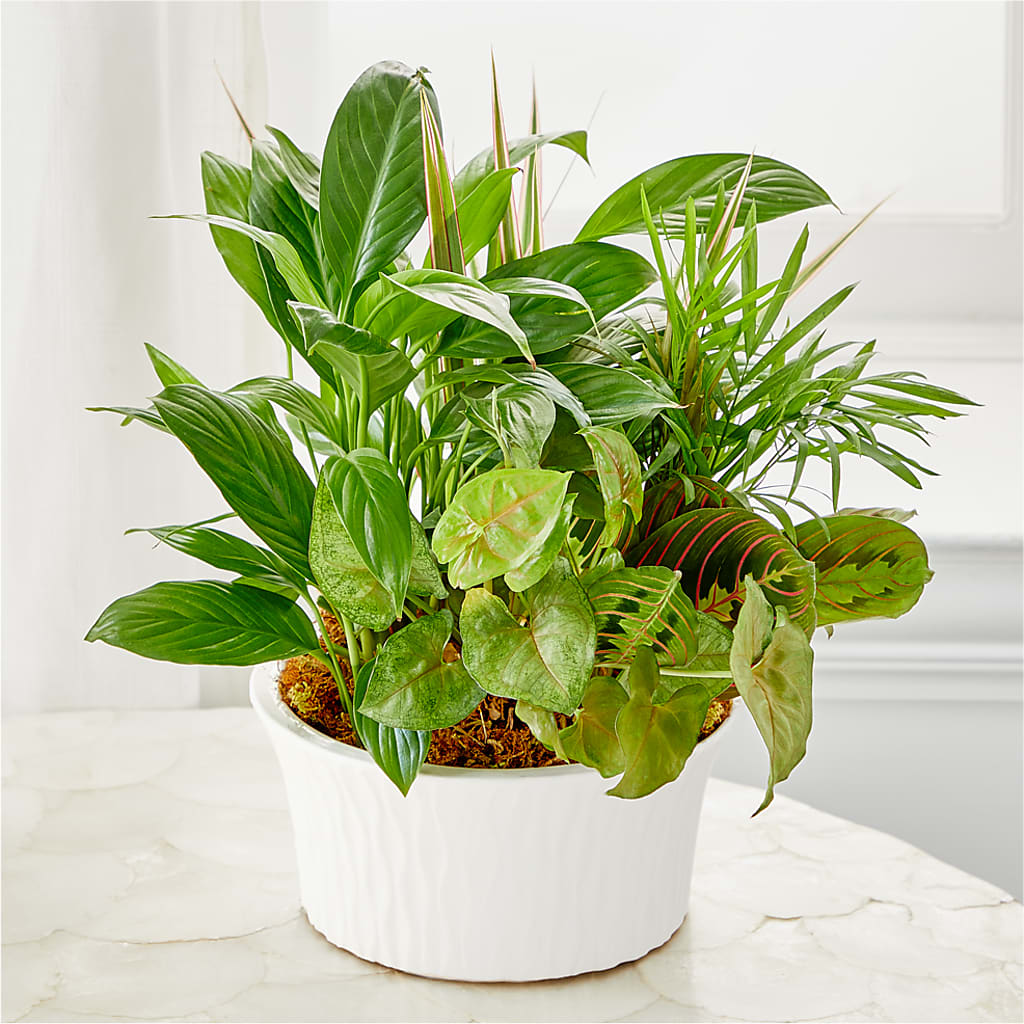Balance & Harmony Dishgarden –  Lynchburg Leo Wood Florist, Lynchburg VA