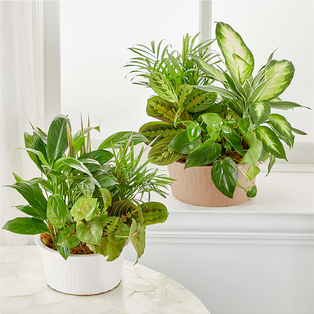 Balance & Harmony Dishgarden –  Lynchburg Leo Wood Florist, Lynchburg VA