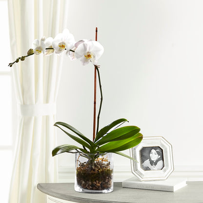 White Orchid Planter –  Lynchburg Leo Wood Florist, Lynchburg VA